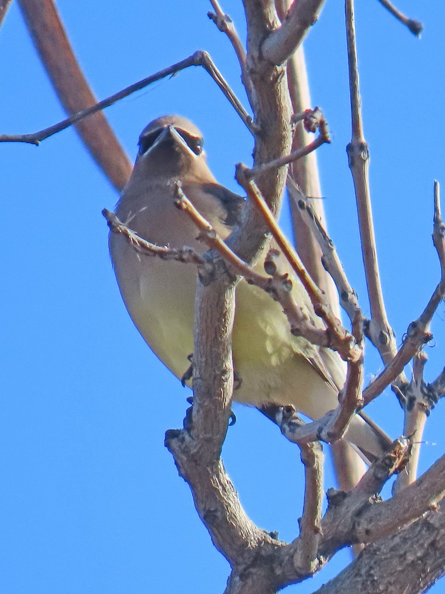 Cedar Waxwing - ML612992784