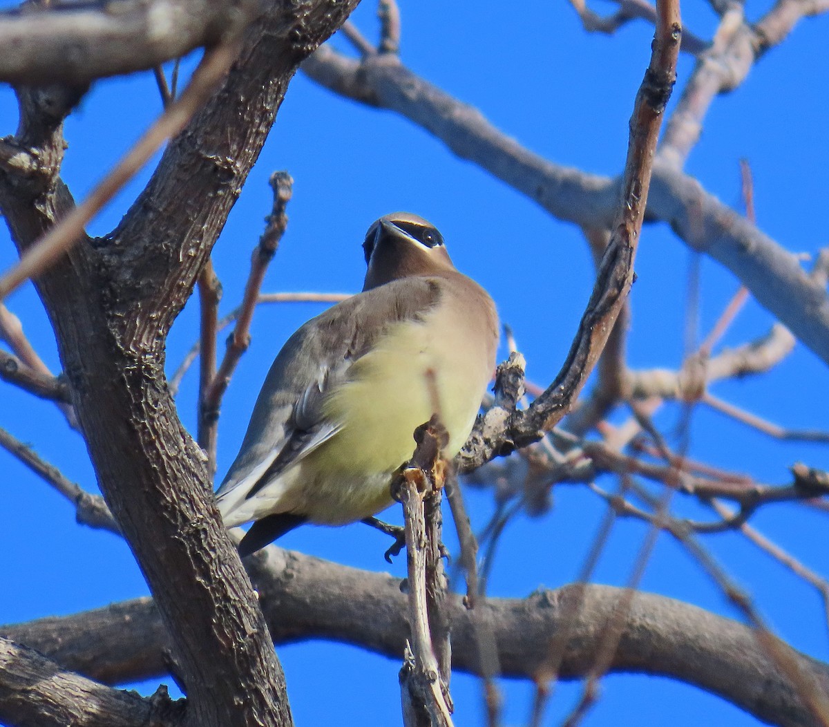 Cedar Waxwing - ML612992785