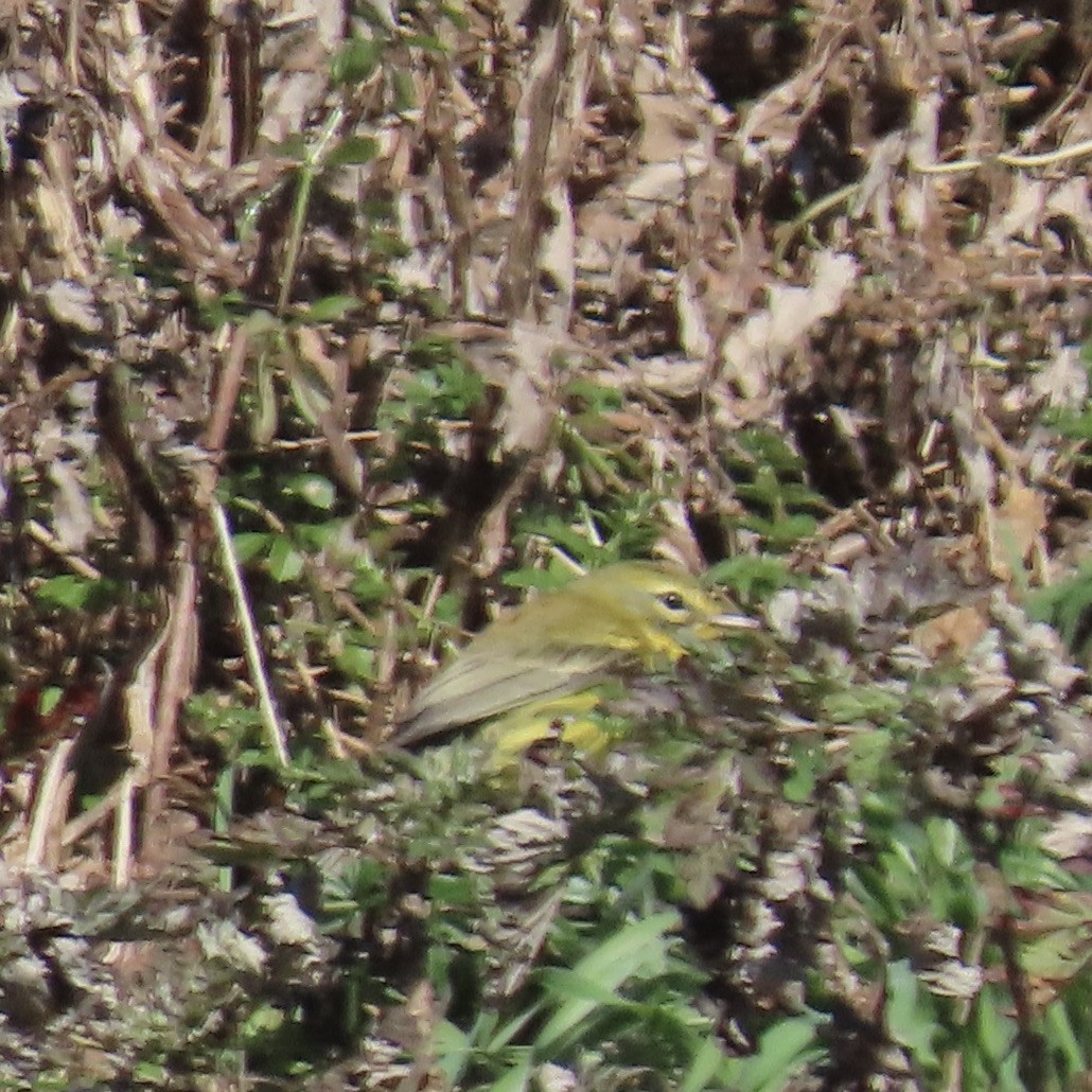 Prairie Warbler - Richard Fleming