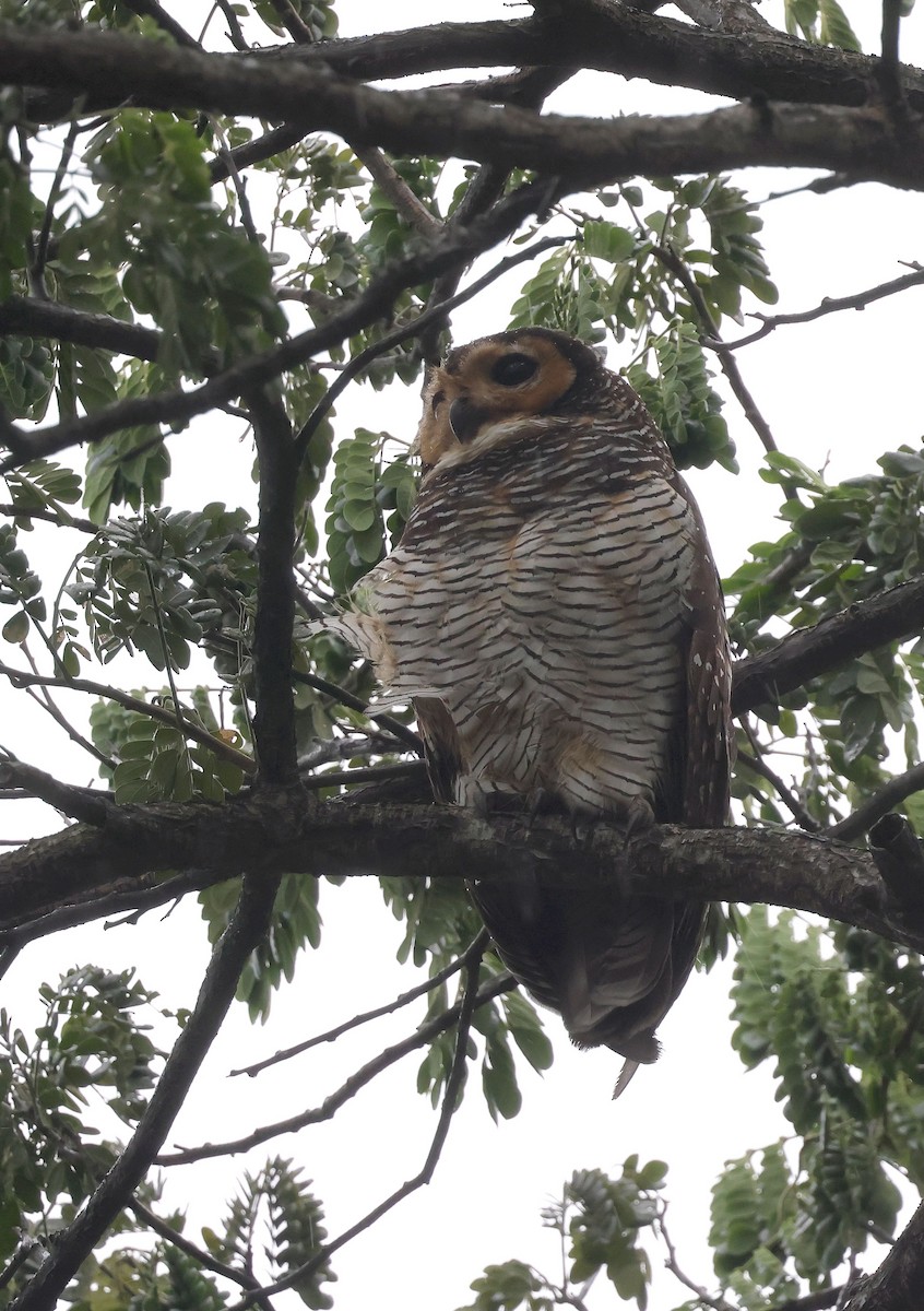 Spotted Wood-Owl - ML612992812