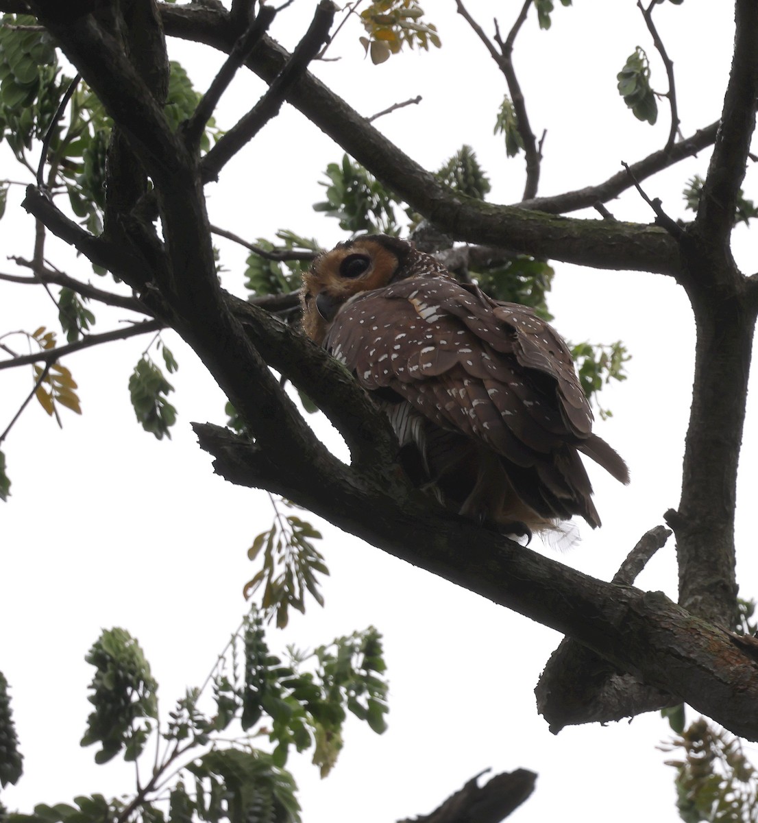 Spotted Wood-Owl - ML612992828