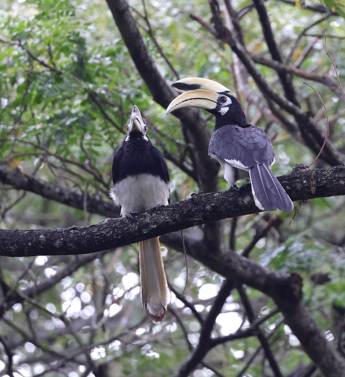 Oriental Pied-Hornbill - ML612992850