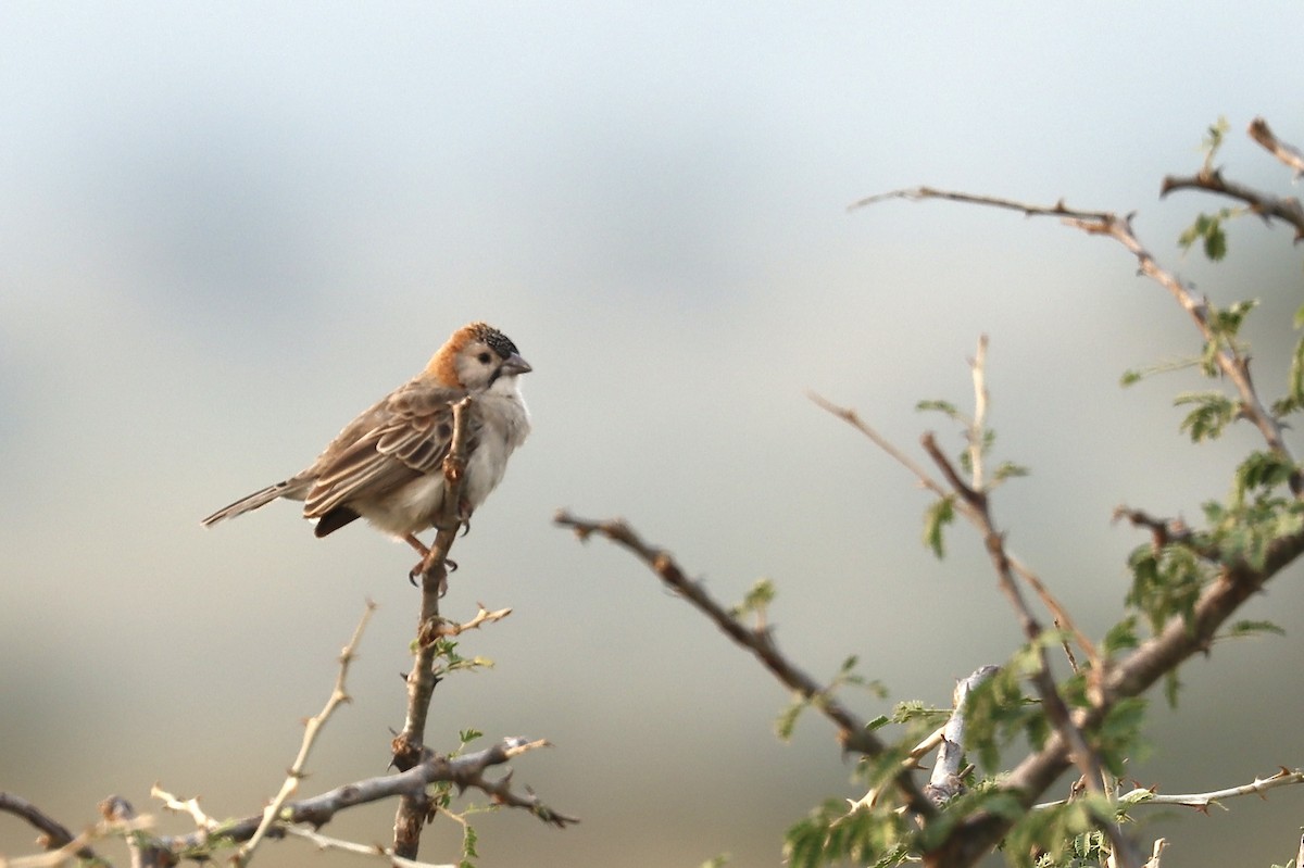Speckle-fronted Weaver - ML612992913