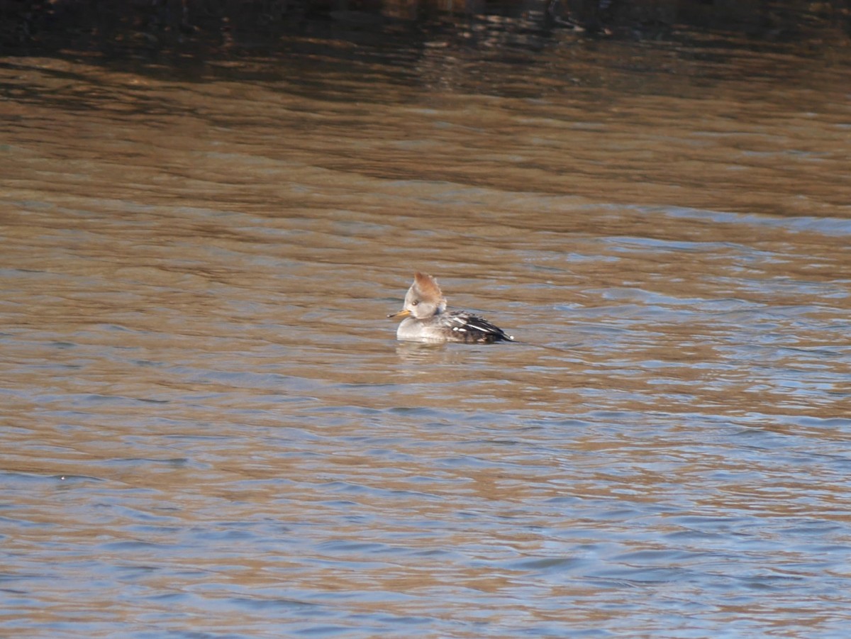 Hooded Merganser - ML612992943