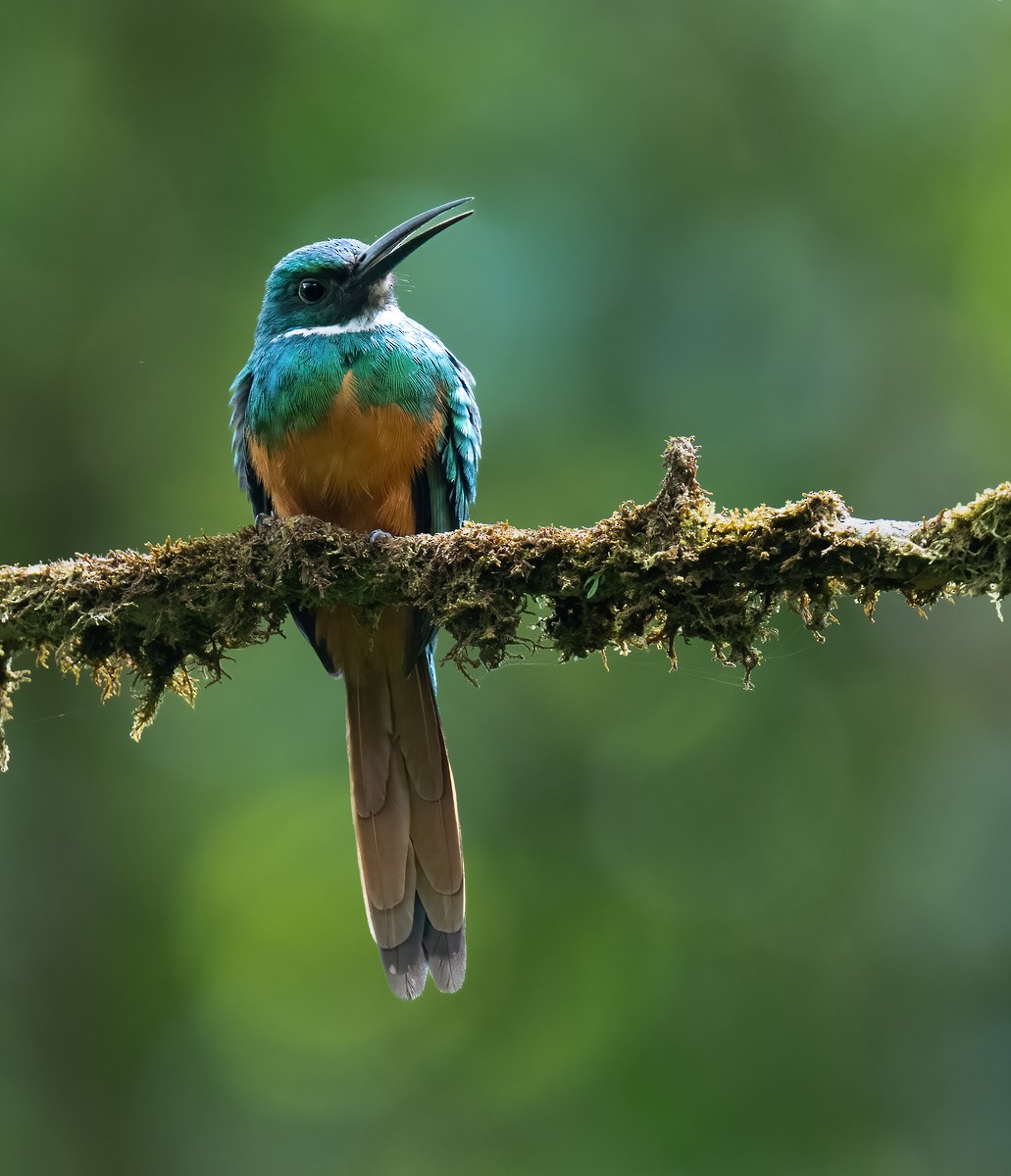 Rufous-tailed Jacamar - Jane Hurst