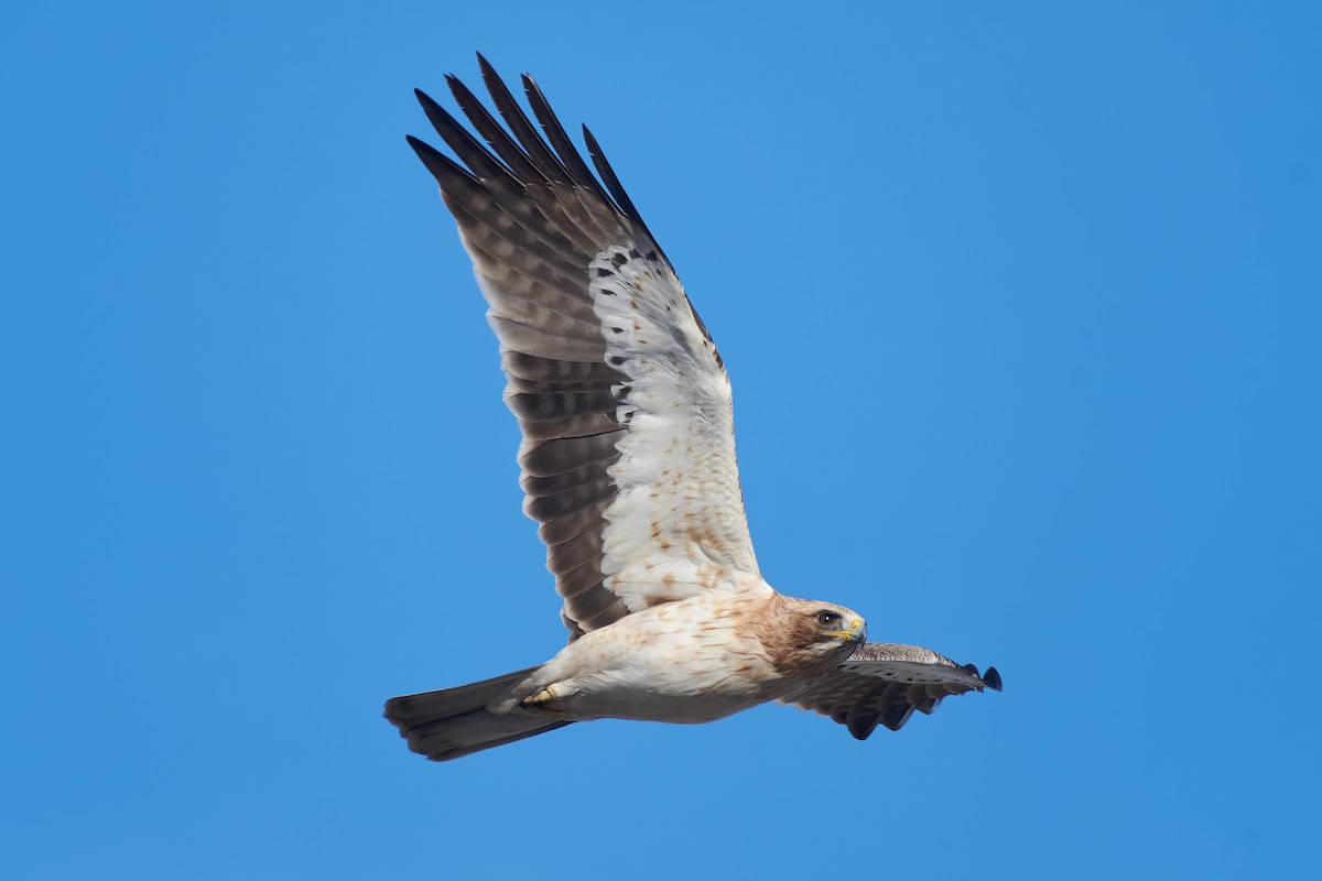 Booted Eagle - Santiago Caballero Carrera