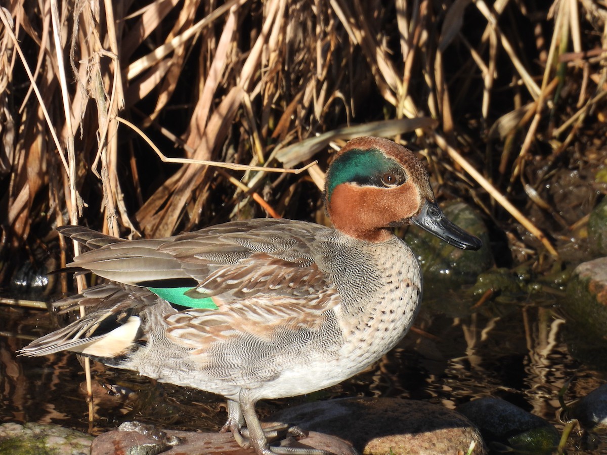 Green-winged Teal - ML612993163