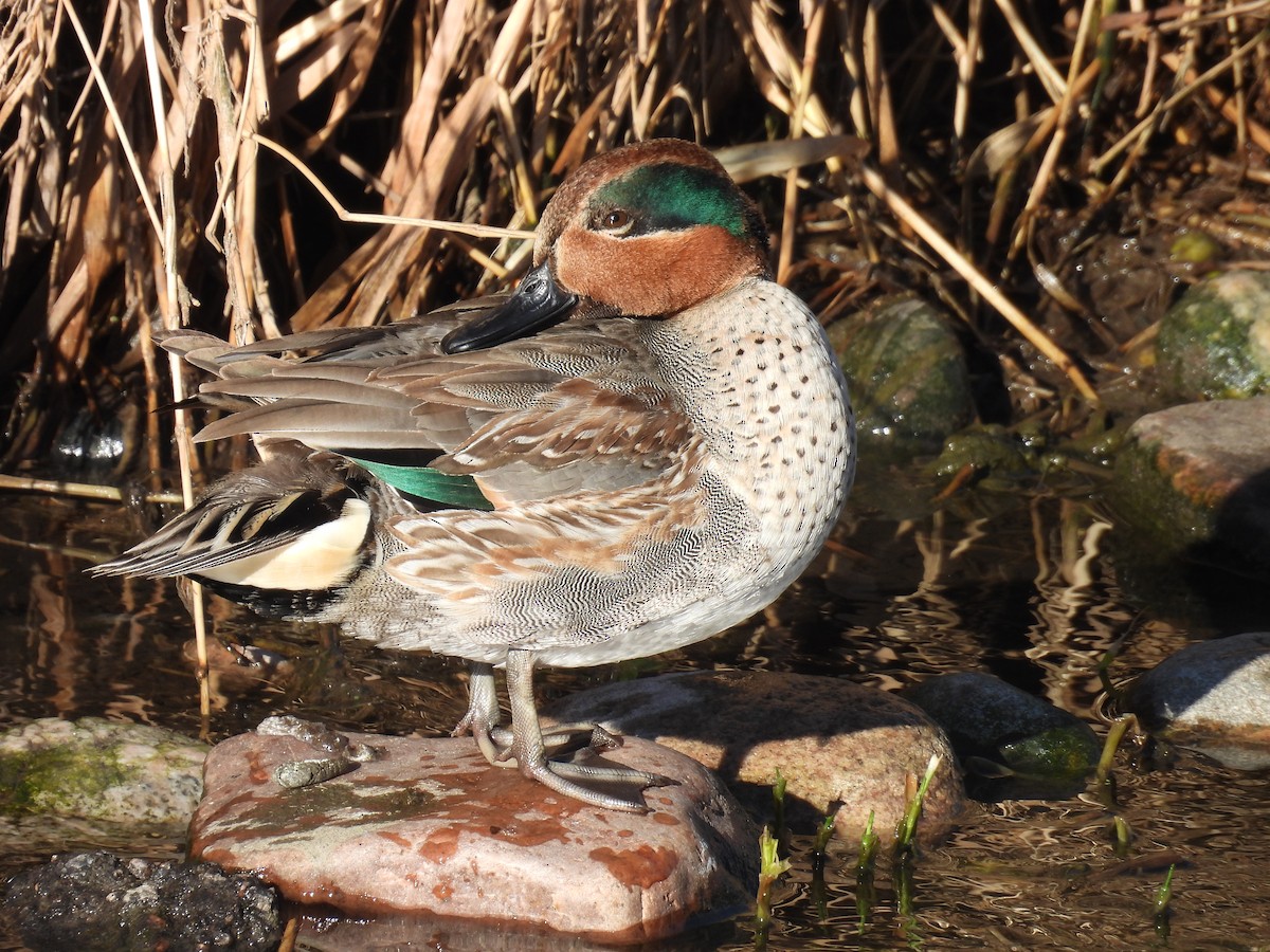 Green-winged Teal - ML612993164