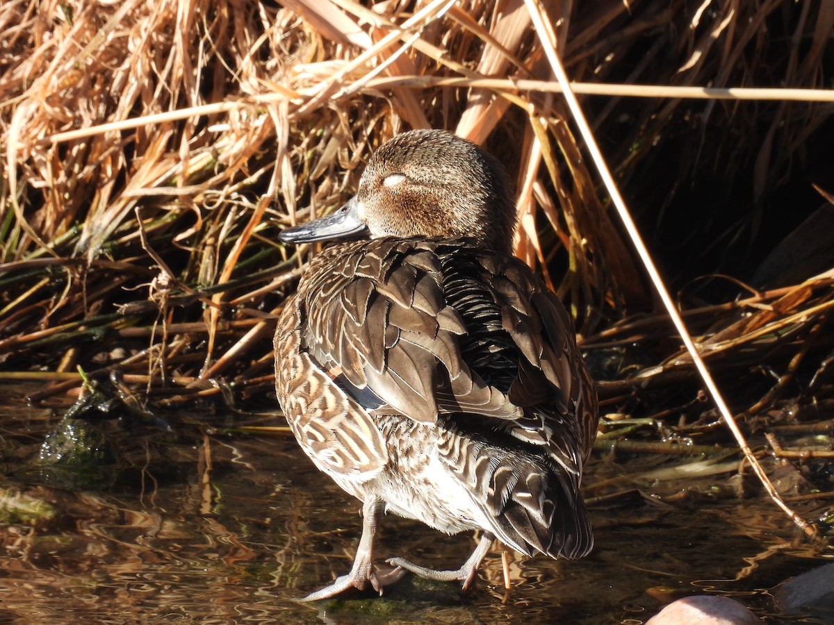 Green-winged Teal - ML612993166