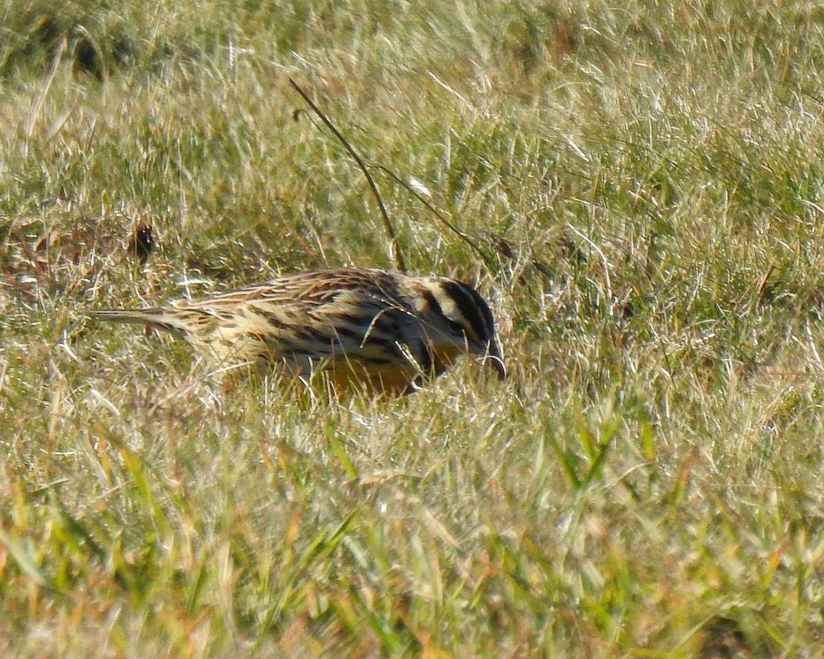 Eastern Meadowlark - ML612993186