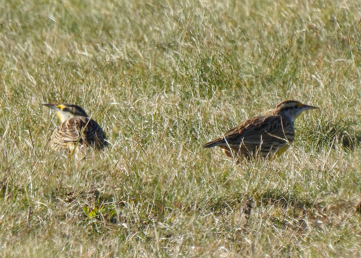 Eastern Meadowlark - Betsy McCully