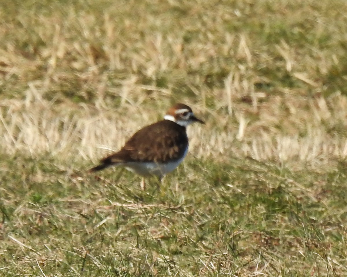 Killdeer - ML612993204