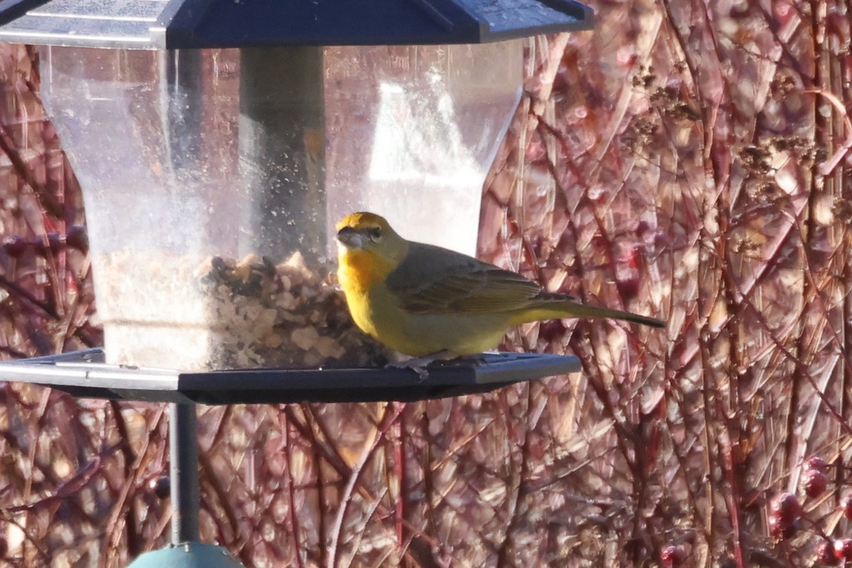 Hepatic Tanager - Edward Flanders