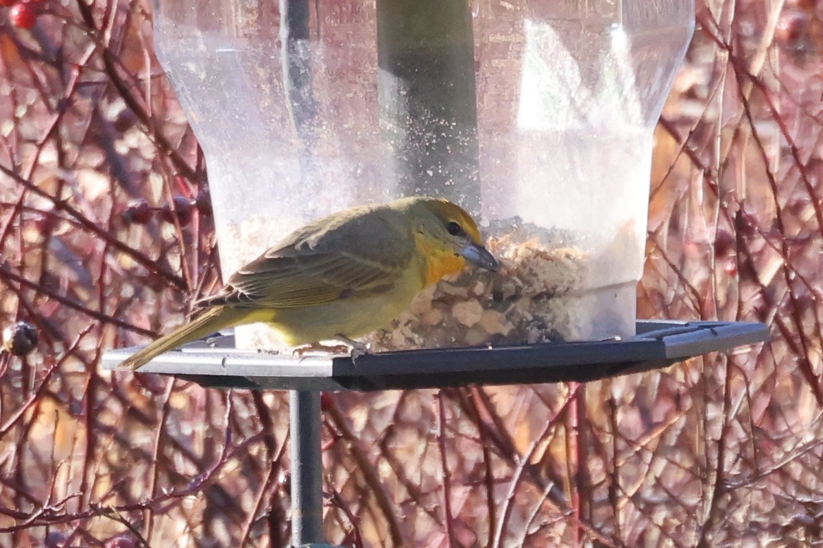 Hepatic Tanager - Edward Flanders