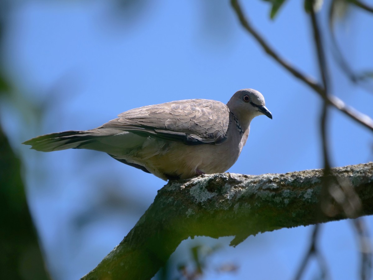 Spotted Dove - ML612993267