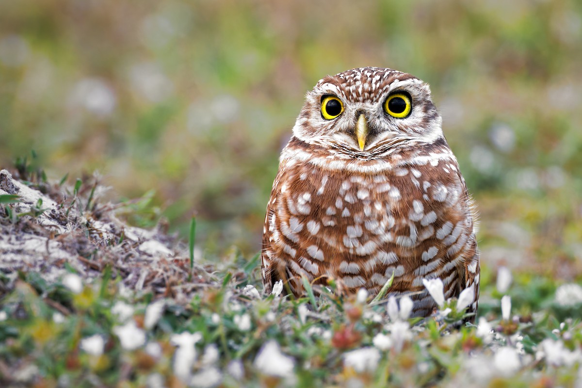 Burrowing Owl - Ryan Sanderson