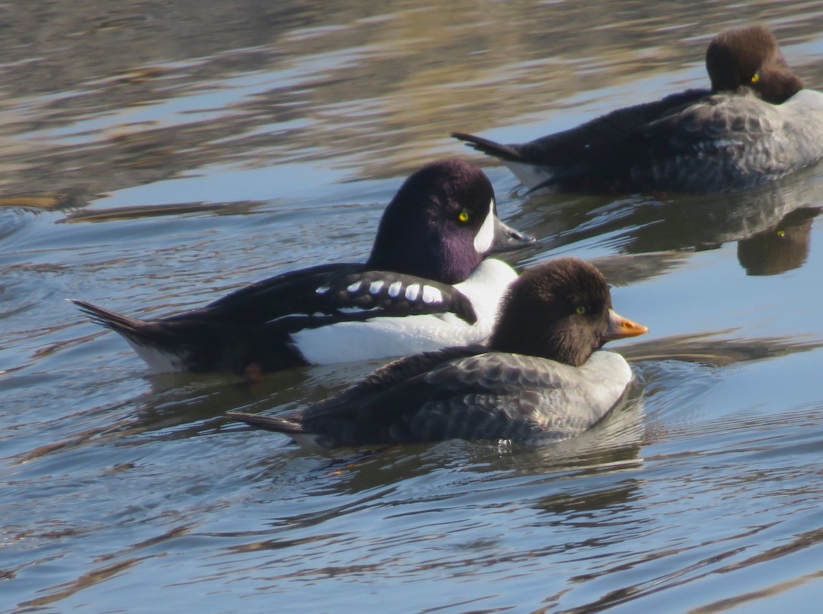 Barrow's Goldeneye - ML612993445