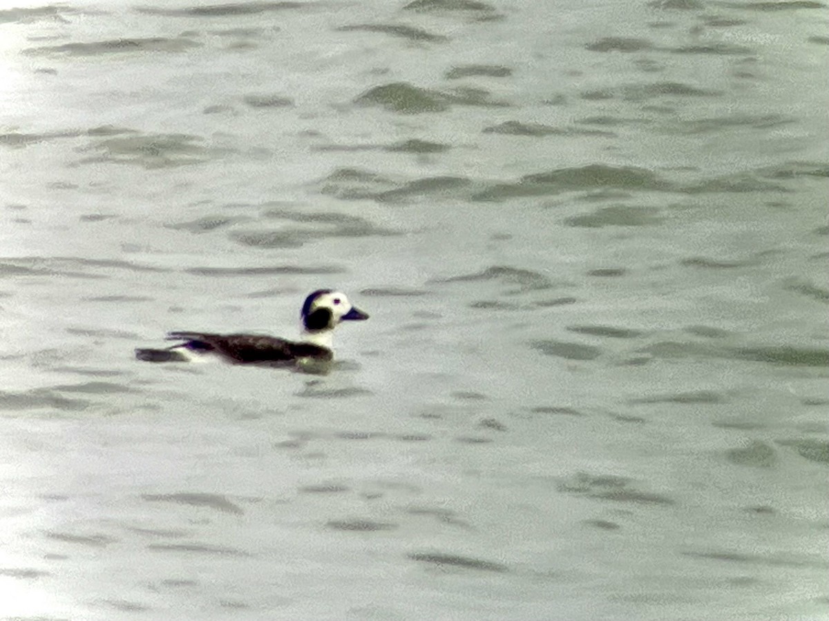 Long-tailed Duck - ML612993750