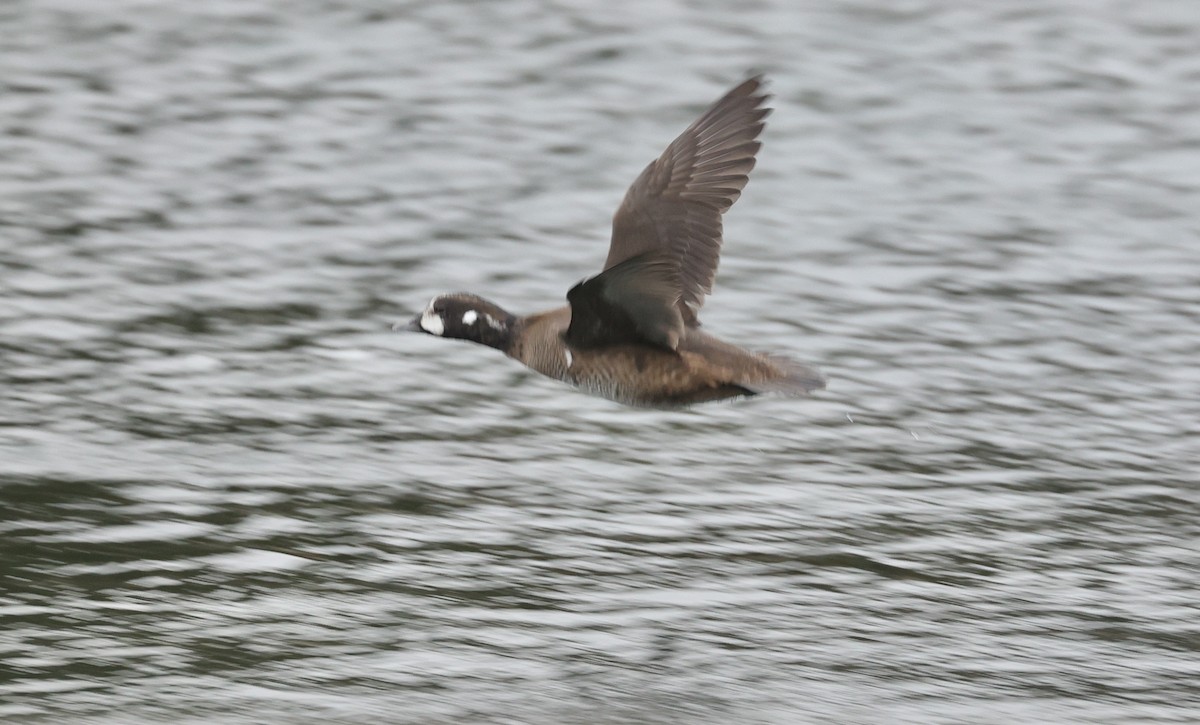 Harlequin Duck - ML612993753