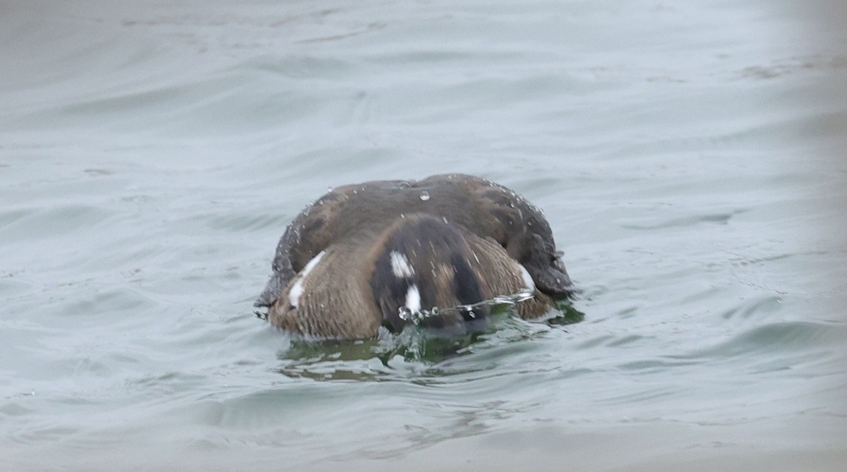 Harlequin Duck - ML612993757
