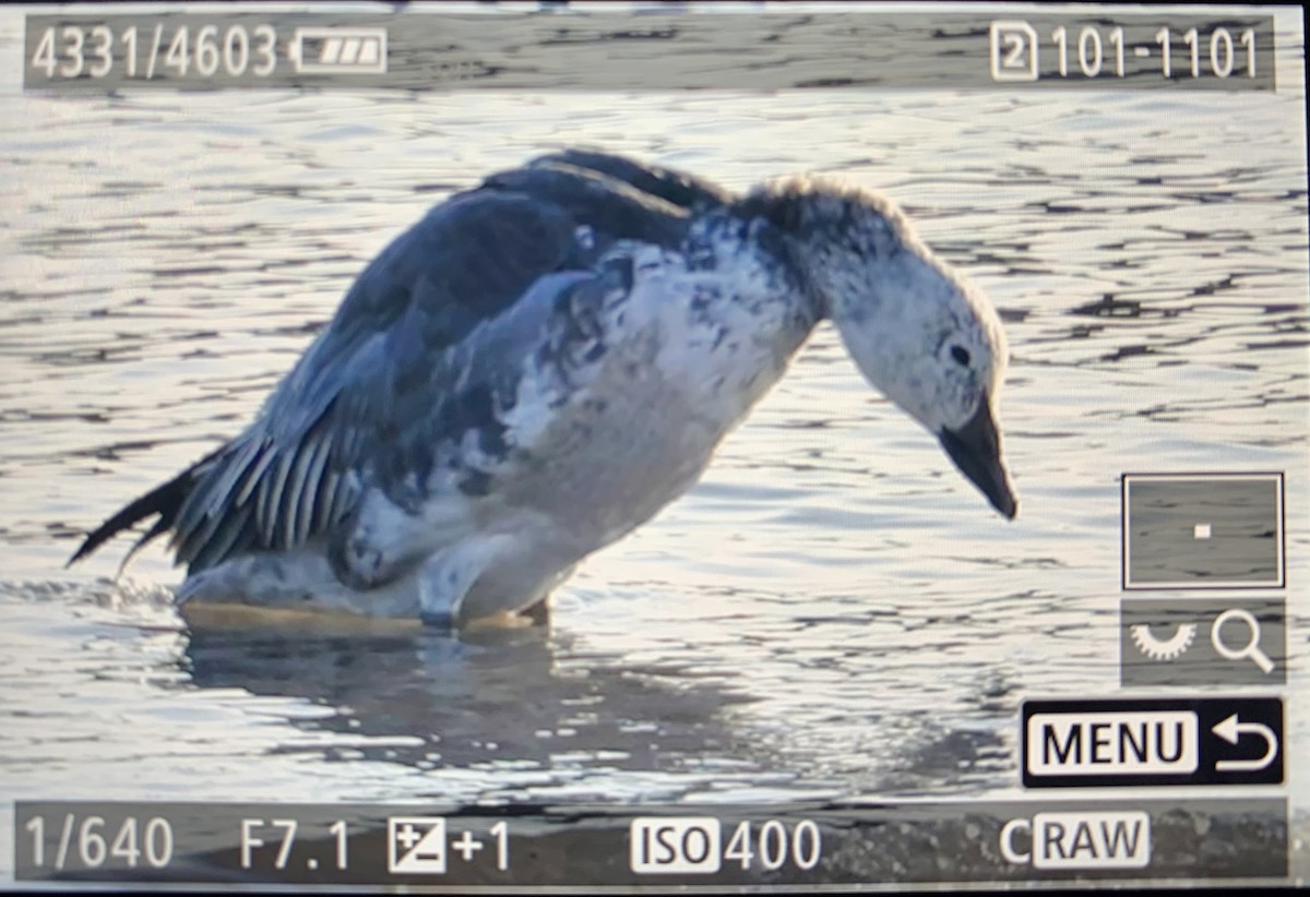 Snow Goose - ML612993762