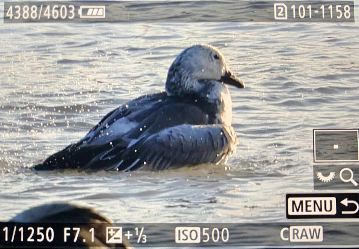 Snow Goose - ML612993763