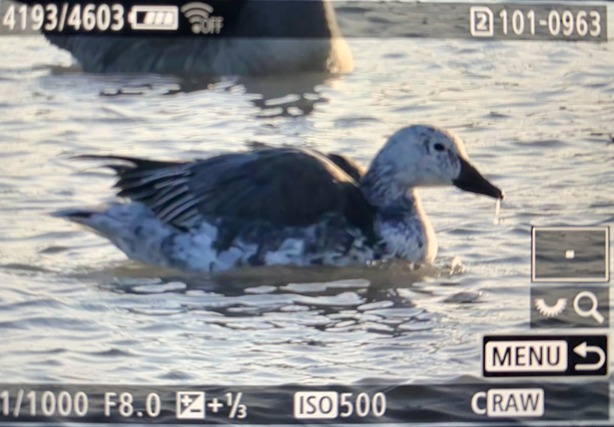 Snow Goose - ML612993764