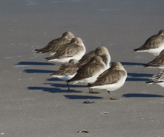 Western Sandpiper - ML612993821