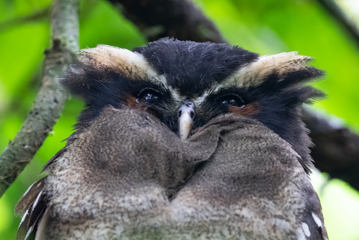 Crested Owl - ML612993920