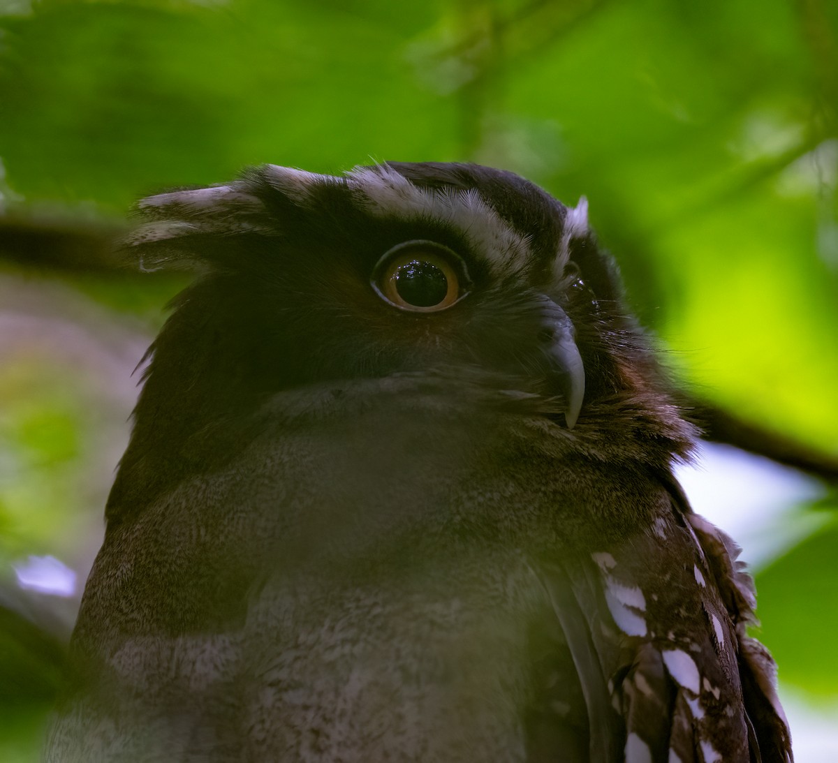 Crested Owl - ML612993921