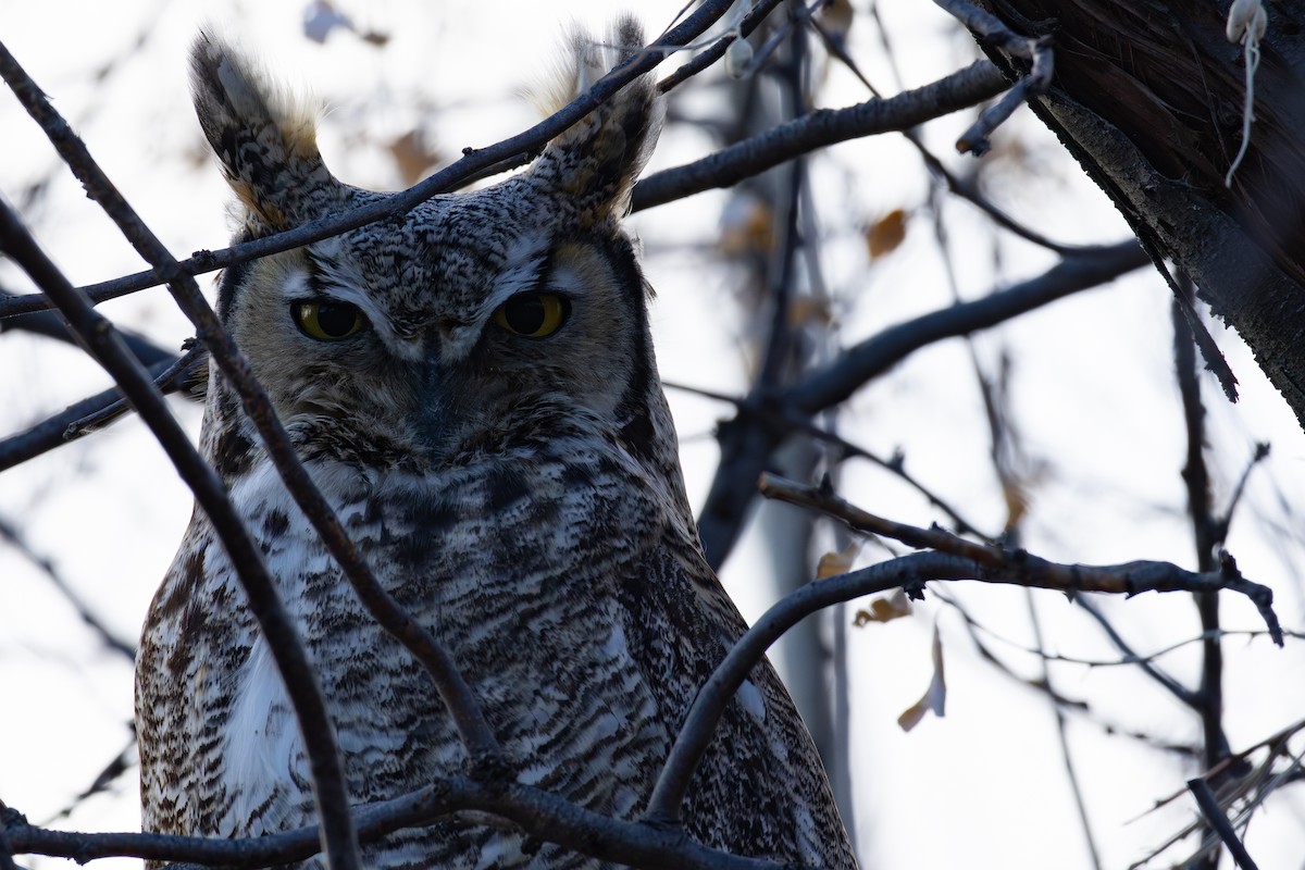 Great Horned Owl - ML612994025
