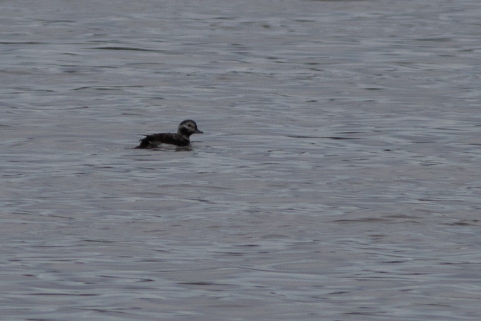 Long-tailed Duck - Rob Fowler