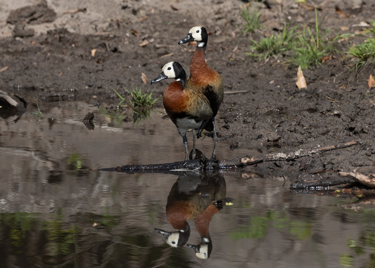 White-faced Whistling-Duck - ML612994274