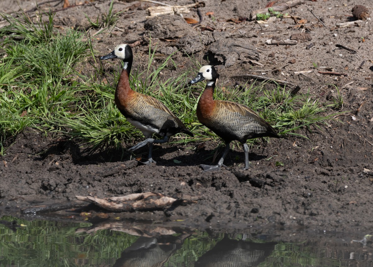 White-faced Whistling-Duck - ML612994283