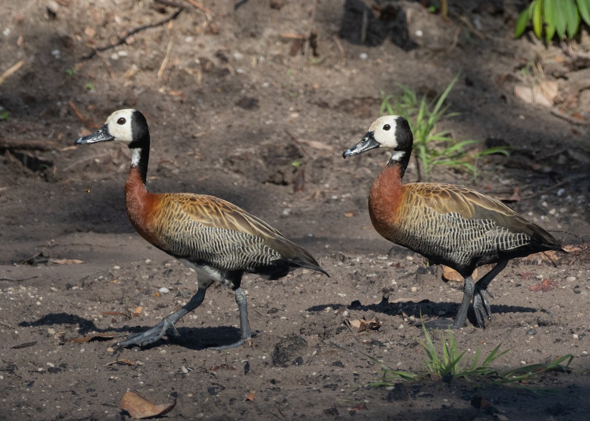 White-faced Whistling-Duck - ML612994285