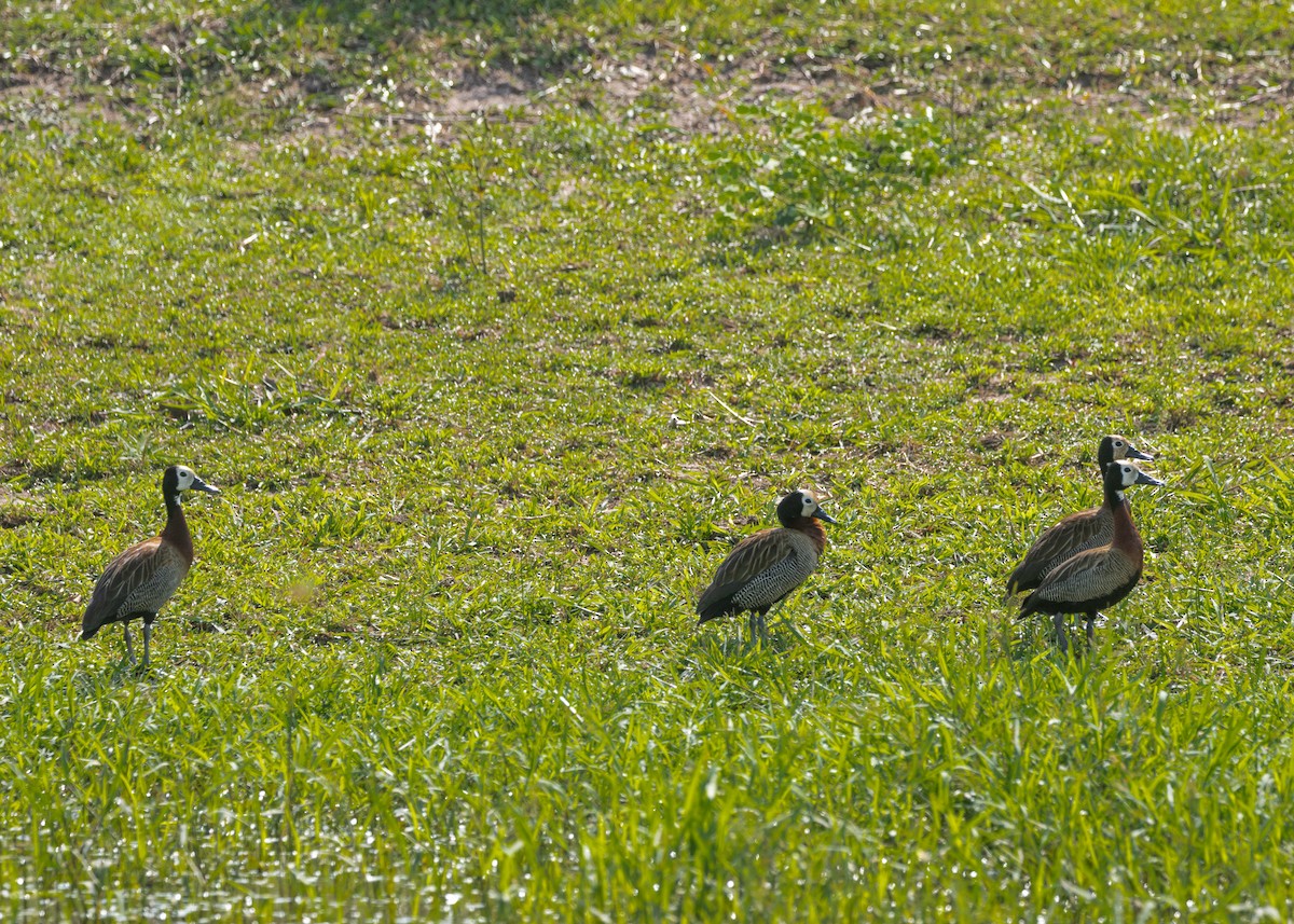 White-faced Whistling-Duck - ML612994297