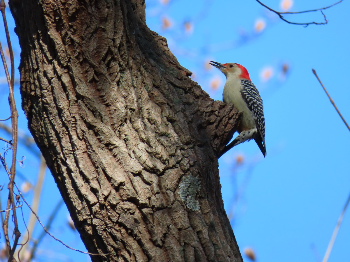 Red-bellied Woodpecker - ML612994303