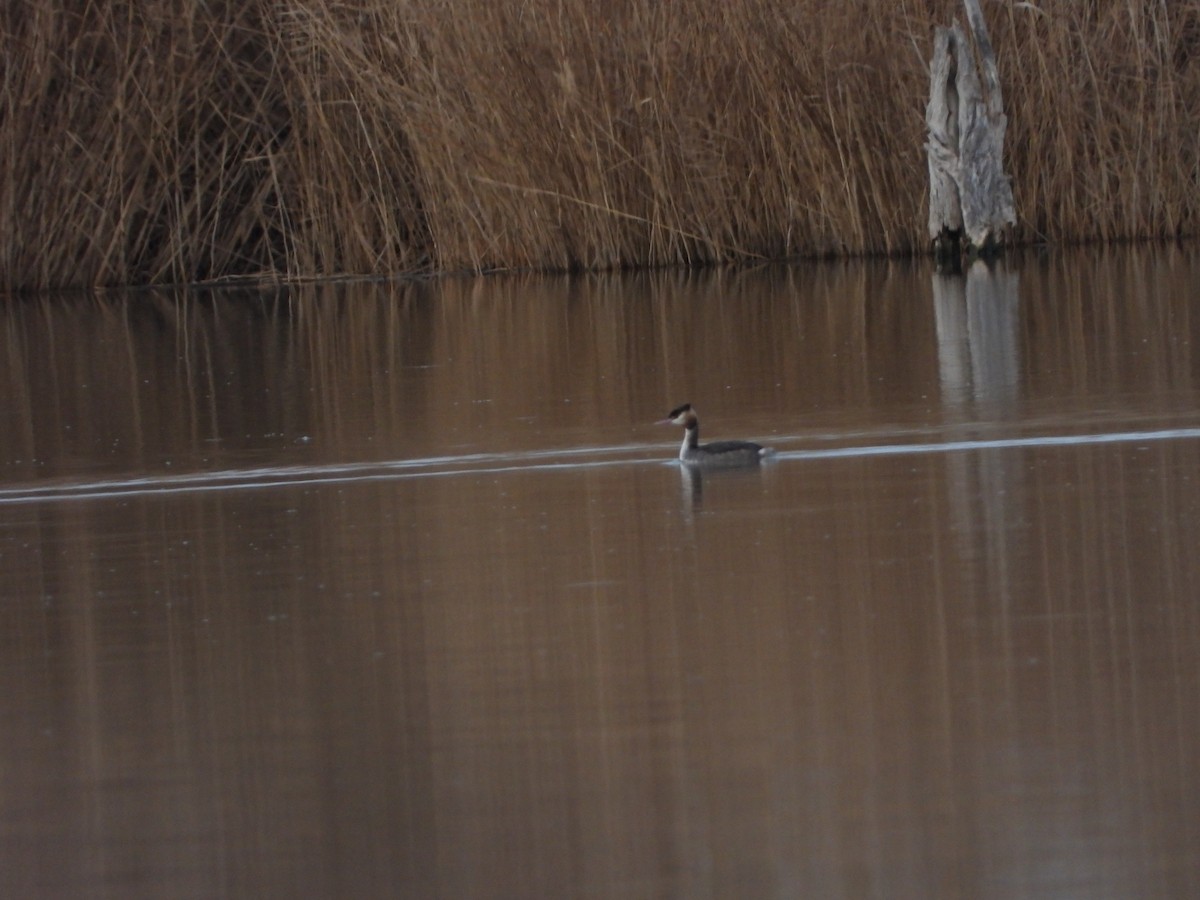 Great Crested Grebe - ML612994360