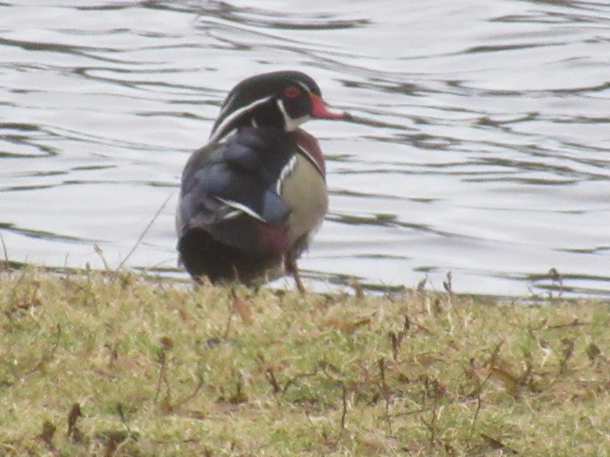 Wood Duck - ML612994378