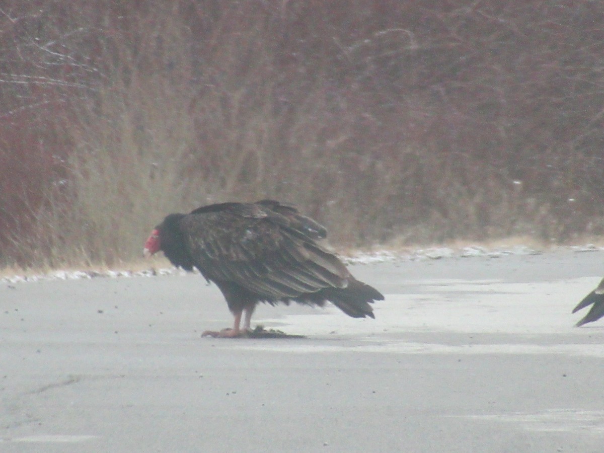 Turkey Vulture - ML612994395