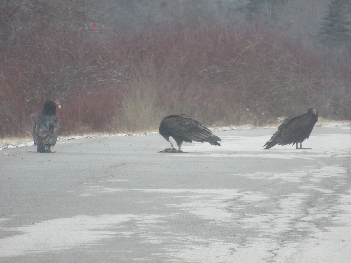 Turkey Vulture - ML612994396