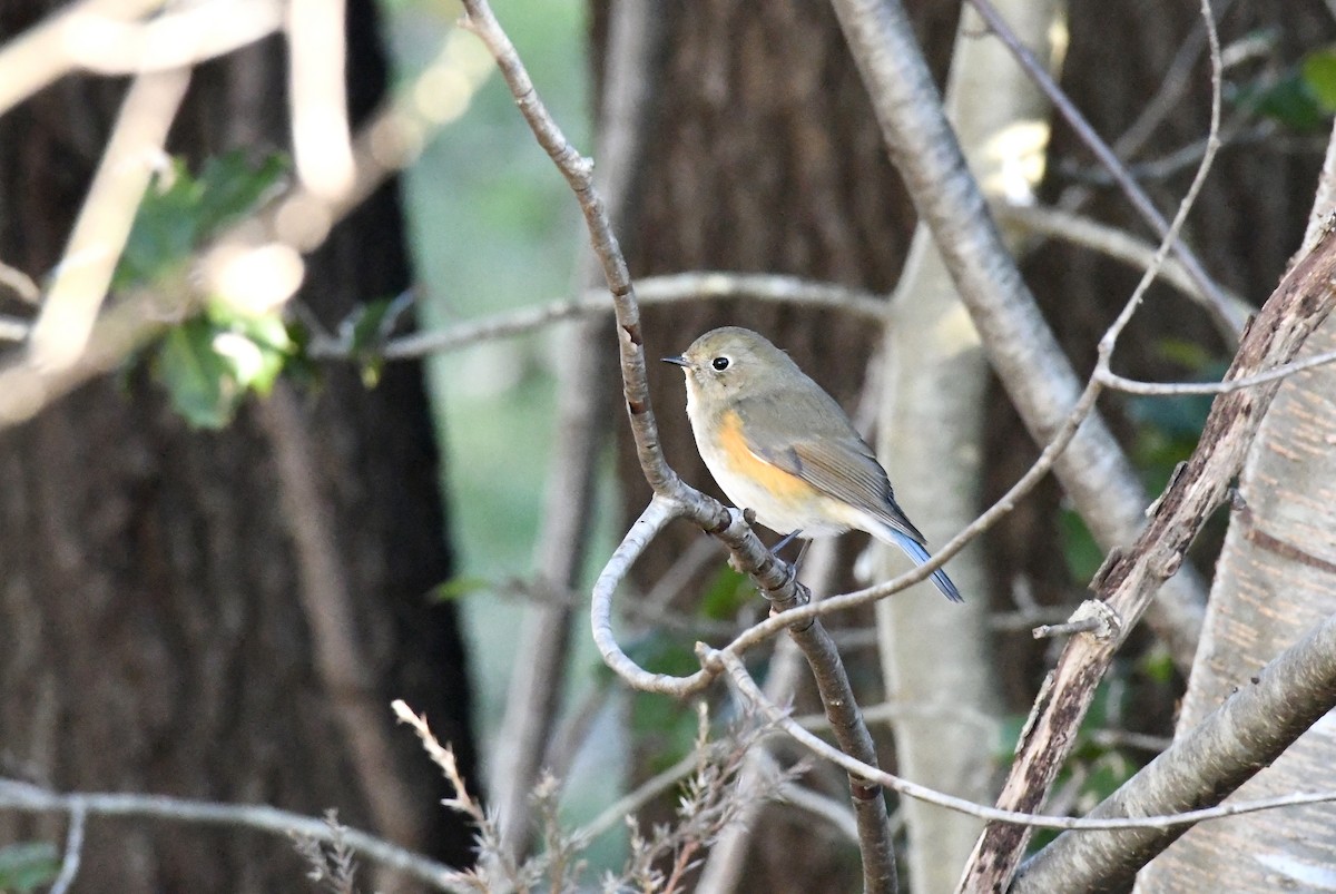 Red-flanked Bluetail (Red-flanked) - ML612994452