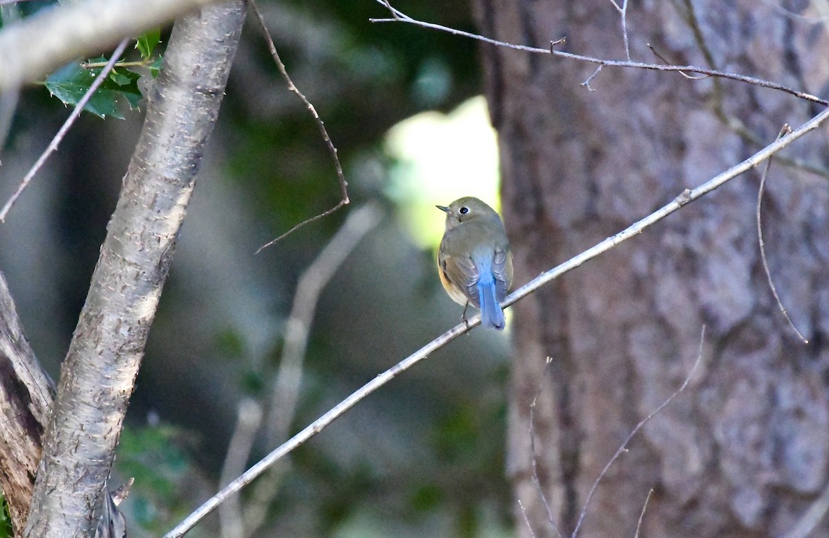 Red-flanked Bluetail (Red-flanked) - ML612994454