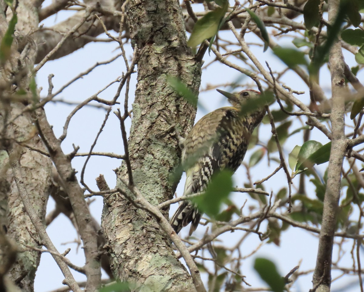 Yellow-bellied Sapsucker - ML612994484