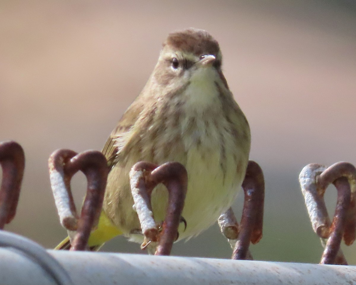 Palm Warbler - ML612994498