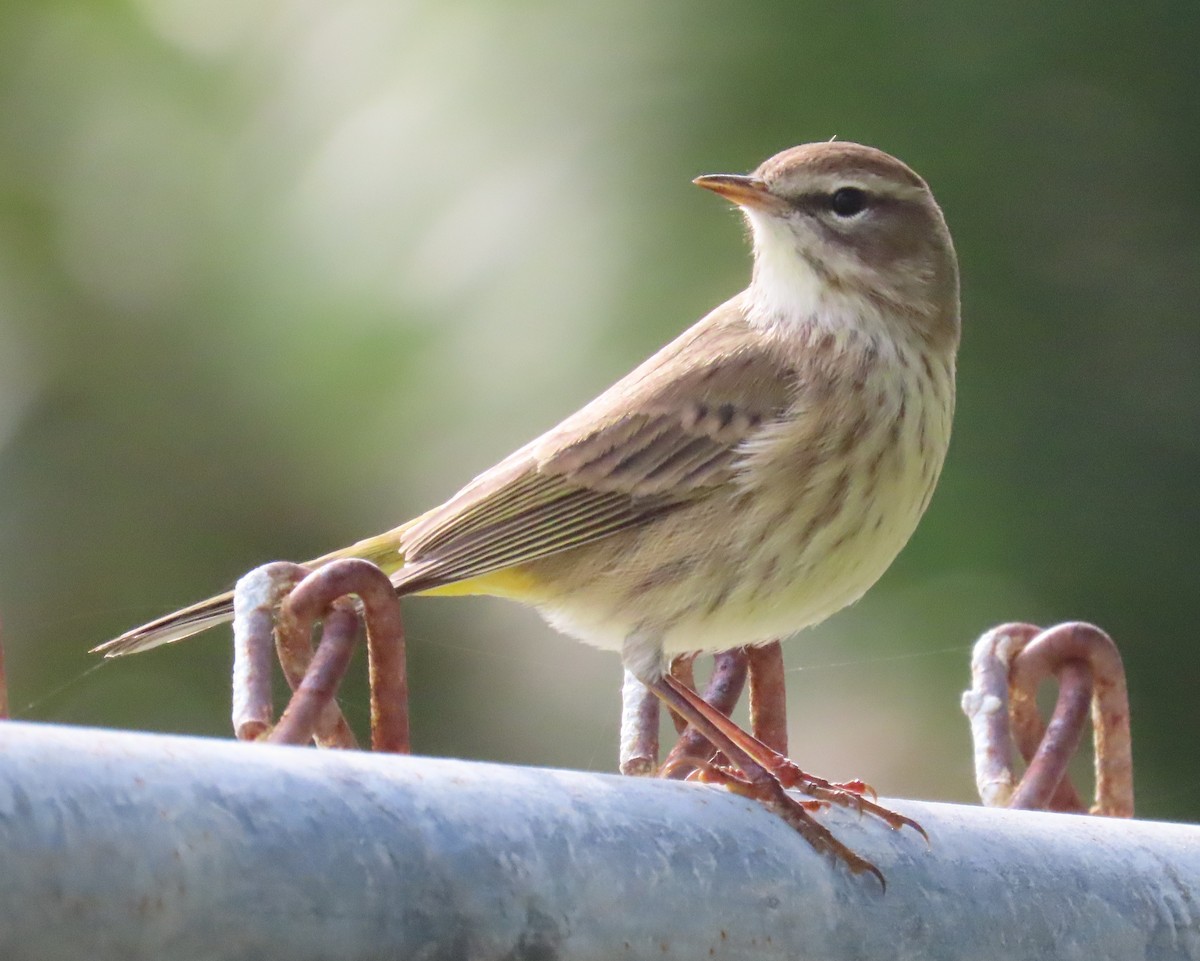 Palm Warbler - ML612994499