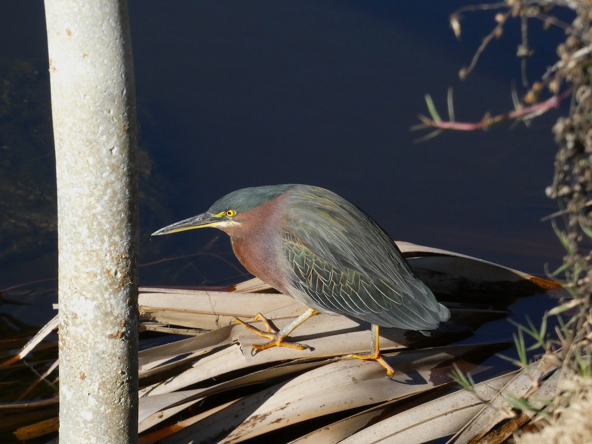 Green Heron - ML612994587