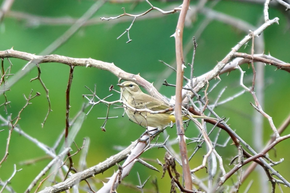 Palm Warbler - ML612994626