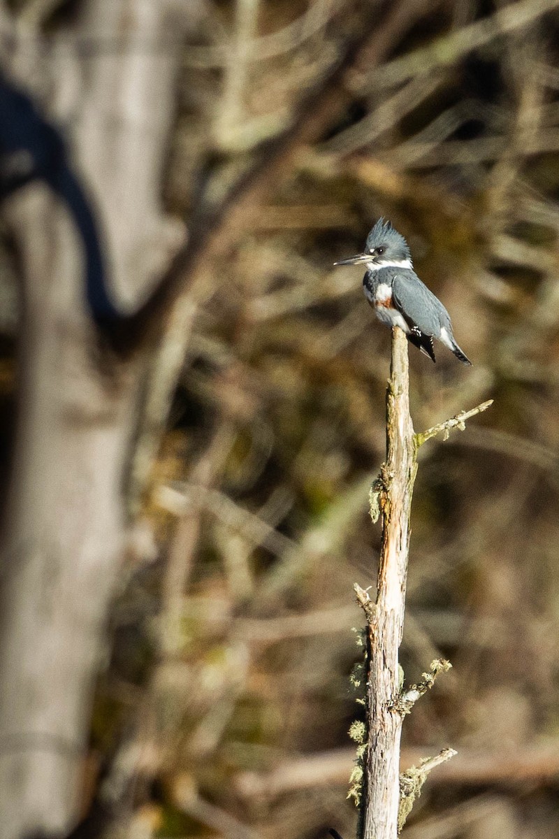 Belted Kingfisher - Jonathan Ley