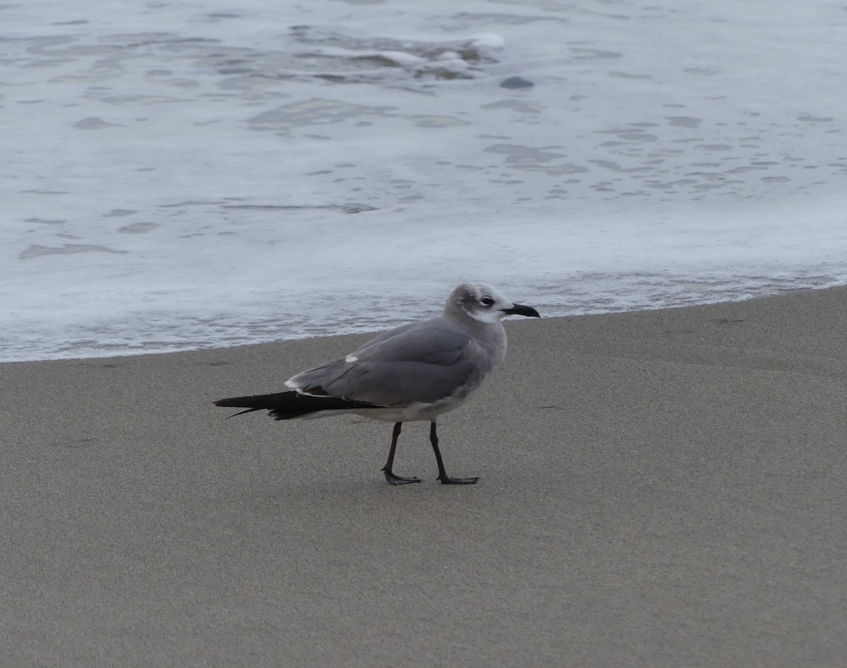 Laughing Gull - ML612994713